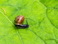 Schnecke auf einem Blatt